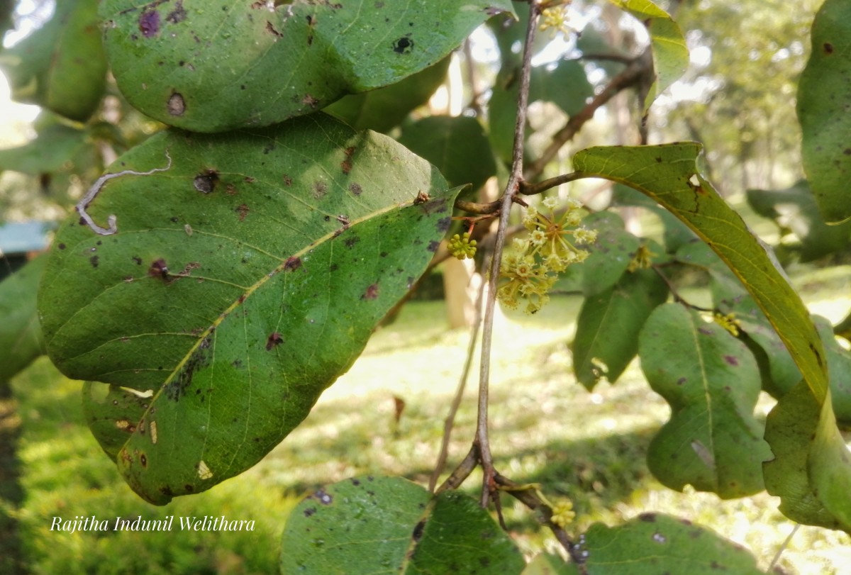 Terminalia anogeissiana Gere & Boatwr.